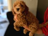 Red brown Toy Poodle Yavrum evde Bakılıyor
