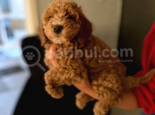 Red Brown Toy Poodle Yavrum Evde Bakılıyor