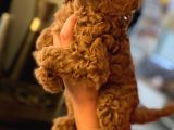 Red Brown Toy Poodle Yavrum Evde Bakılıyor
