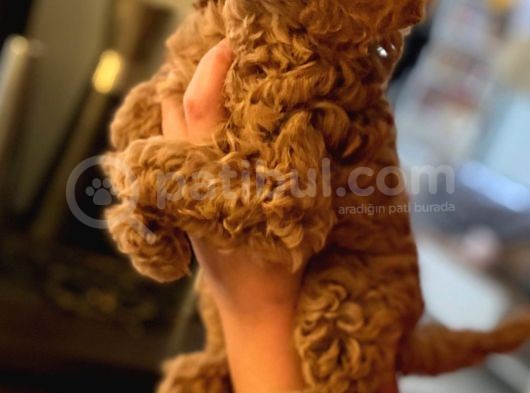 Red Brown Toy Poodle Yavrum Evde Bakılıyor görsel