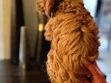 Red Brown Toy Poodle Yavrum Evde Bakılıyor
