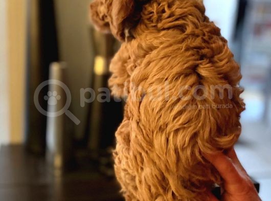Red Brown Toy Poodle Yavrum Evde Bakılıyor görsel