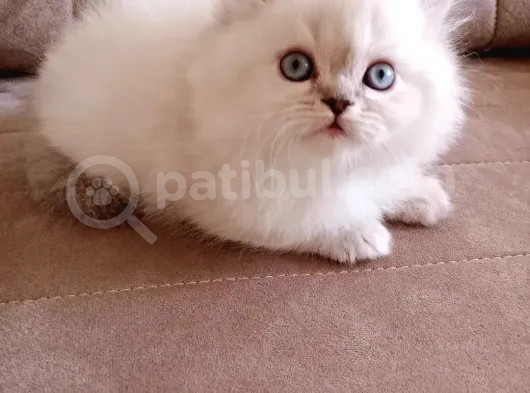 Safkan Sağlıklı Yavrularımız