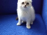 Scoothi̇ş Fold Li̇lak Scoothi̇ş Old Lynx Poi̇nt