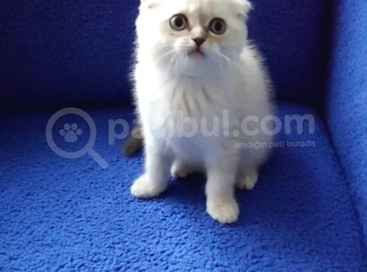 Scoothi̇ş Fold Li̇lak Scoothi̇ş Old Lynx Poi̇nt görsel