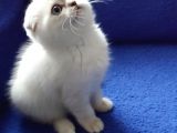 Scoothi̇ş Fold Li̇lak Scoothi̇ş Old Lynx Poi̇nt