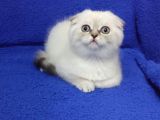Scoothi̇ş Fold Li̇lak Scoothi̇ş Old Lynx Poi̇nt
