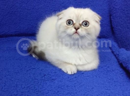 Scoothi̇ş Fold Li̇lak Scoothi̇ş Old Lynx Poi̇nt görsel