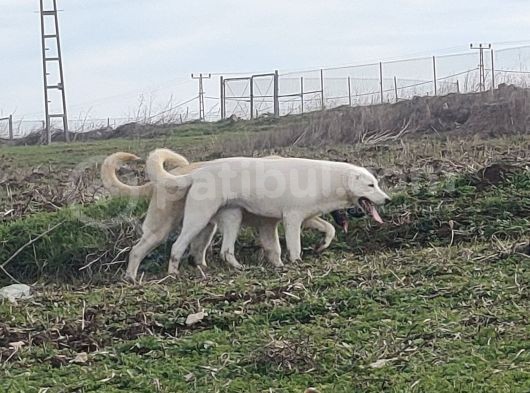 Akbaş Kartopu görsel