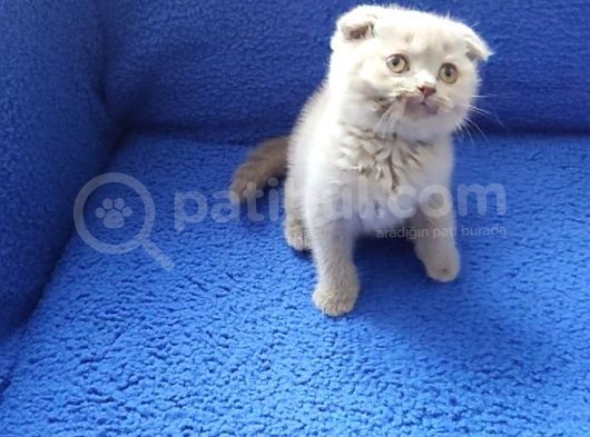 Scoothi̇ş Fold Li̇lak Scoothi̇ş Old Lynx Poi̇nt görsel