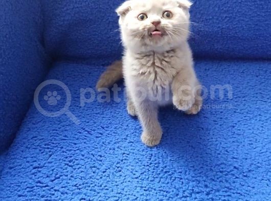 Scoothi̇ş Fold Li̇lak Scoothi̇ş Old Lynx Poi̇nt görsel