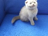 SCOOTHİŞ FOLD LİLAK SCOOTHİŞ OLD LYNX POİNT
