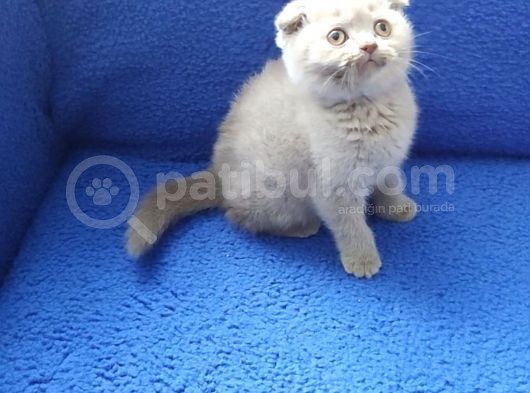 Scoothi̇ş Fold Li̇lak Scoothi̇ş Old Lynx Poi̇nt