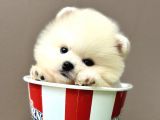 Pomeranian Boo Ayi Surat Yavrularimiz