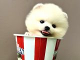 Pomeranian boo ayi surat yavrularimiz
