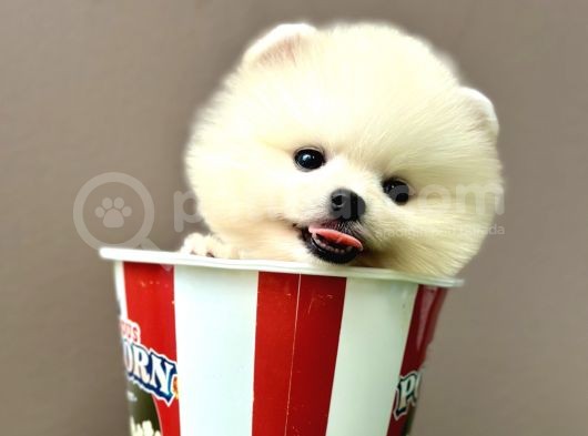 Pomeranian boo ayi surat yavrularimiz
