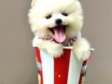 Pomeranian Boo Ayi Surat Yavrularimiz