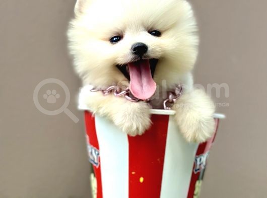 Pomeranian Boo Ayi Surat Yavrularimiz görsel