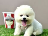 Pomeranian Boo Ayi Surat Yavrularimiz