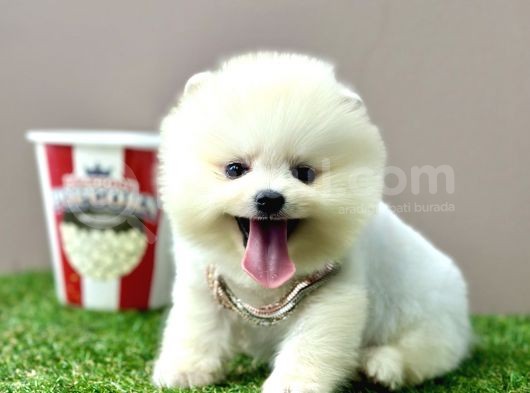 Pomeranian Boo Ayi Surat Yavrularimiz görsel