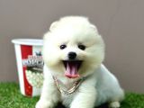 Pomeranian Boo Ayi Surat Yavrularimiz