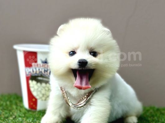 Pomeranian Boo Ayi Surat Yavrularimiz görsel