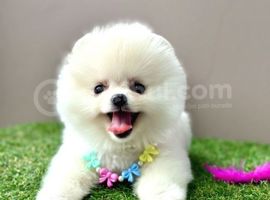 Pomeranian Boo Ayi Surat Yavrularimiz görsel