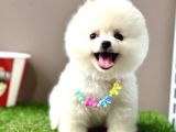 Pomeranian Boo Ayi Surat Yavrularimiz