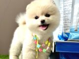 Pomeranian Boo Ayi Surat Yavrularimiz