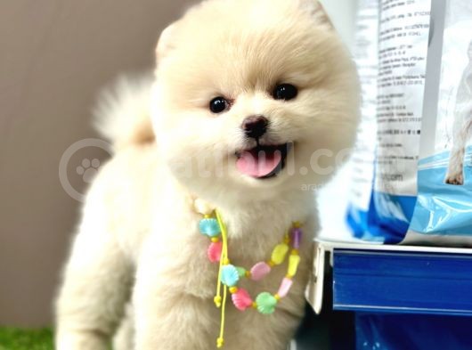 Pomeranian Boo Ayi Surat Yavrularimiz görsel