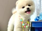 Pomeranian Boo Ayi Surat Yavrularimiz