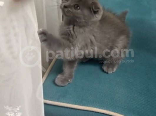 2 Aylık Yavru Erkek