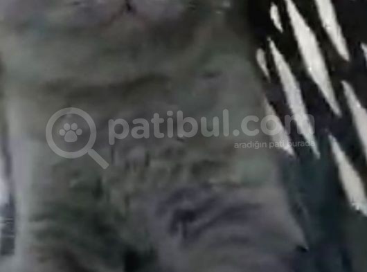 2 Aylık Yavru Erkek görsel