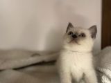 Özel Ayı Surat Blue Point Bal Yanak Yavrularım