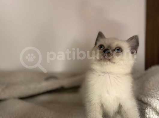 Özel Ayı Surat Blue Point Bal Yanak Yavrularım görsel