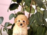 PED EĞİTİMLİ MALTİPOO YAVRULARI