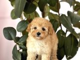 Ped Eği̇ti̇mli̇ Malti̇poo Yavrulari