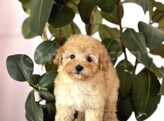Ped Eği̇ti̇mli̇ Malti̇poo Yavrulari görsel