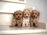 TATLIŞ MALTİPOO YAVRULARI