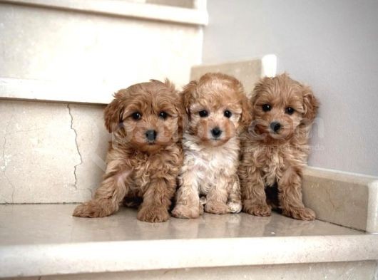 Tatliş Malti̇poo Yavrulari