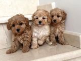 Tatliş Malti̇poo Yavrulari