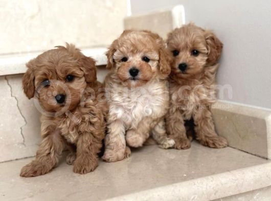 Tatliş Malti̇poo Yavrulari görsel