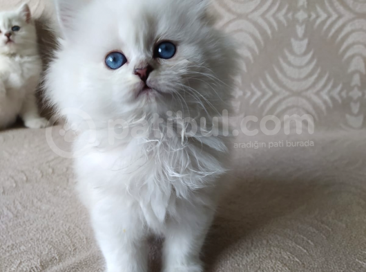 Safkan Sağlıklı Yavrularımız görsel