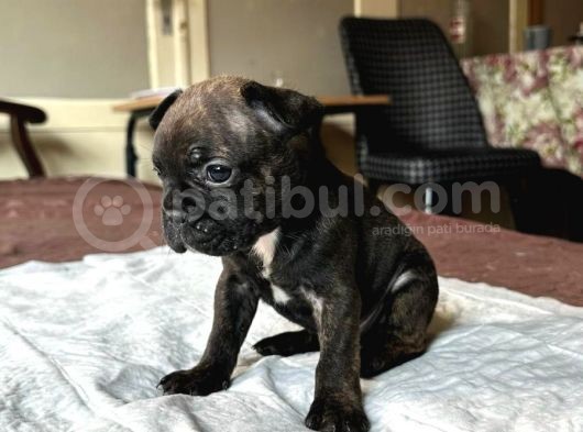 Safkan French Bulldog Yavrular Lilac Tan Brown Merle Mini görsel
