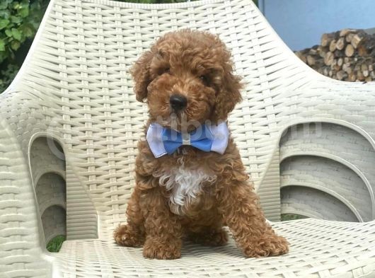 Orji̇nal Mi̇nyatür Poodle Yavrular görsel