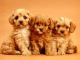 TOOY POODLE YAVRUMUZ 0 TEACUP 