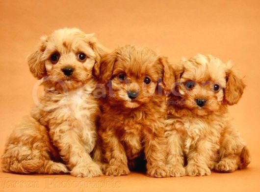Tooy Poodle Yavrumuz 0 Teacup 