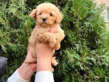 Safkan Ve Irk Garanti̇li Maltipoo Yavrular