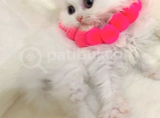 Pompişkos Bebiş