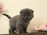 Brıtısh Shortair Ve Scottish Fold Yavrular